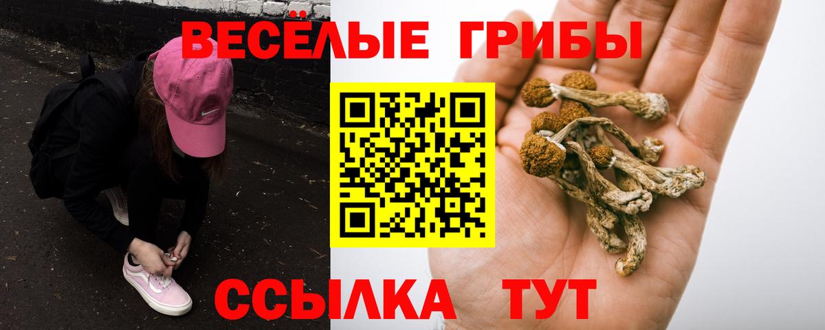 Псилоцибиновые грибы мицелий Тара